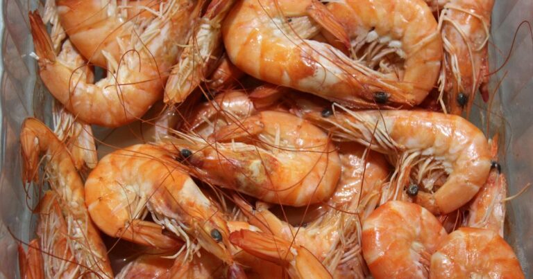 dogs can eat shrimp