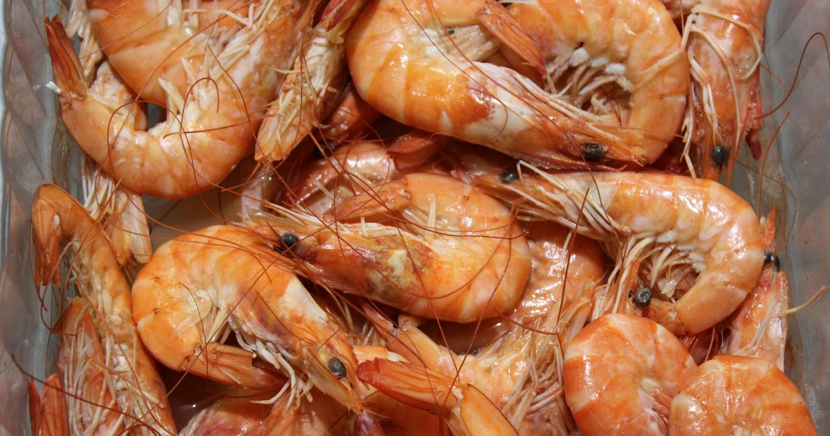 dogs can eat shrimp