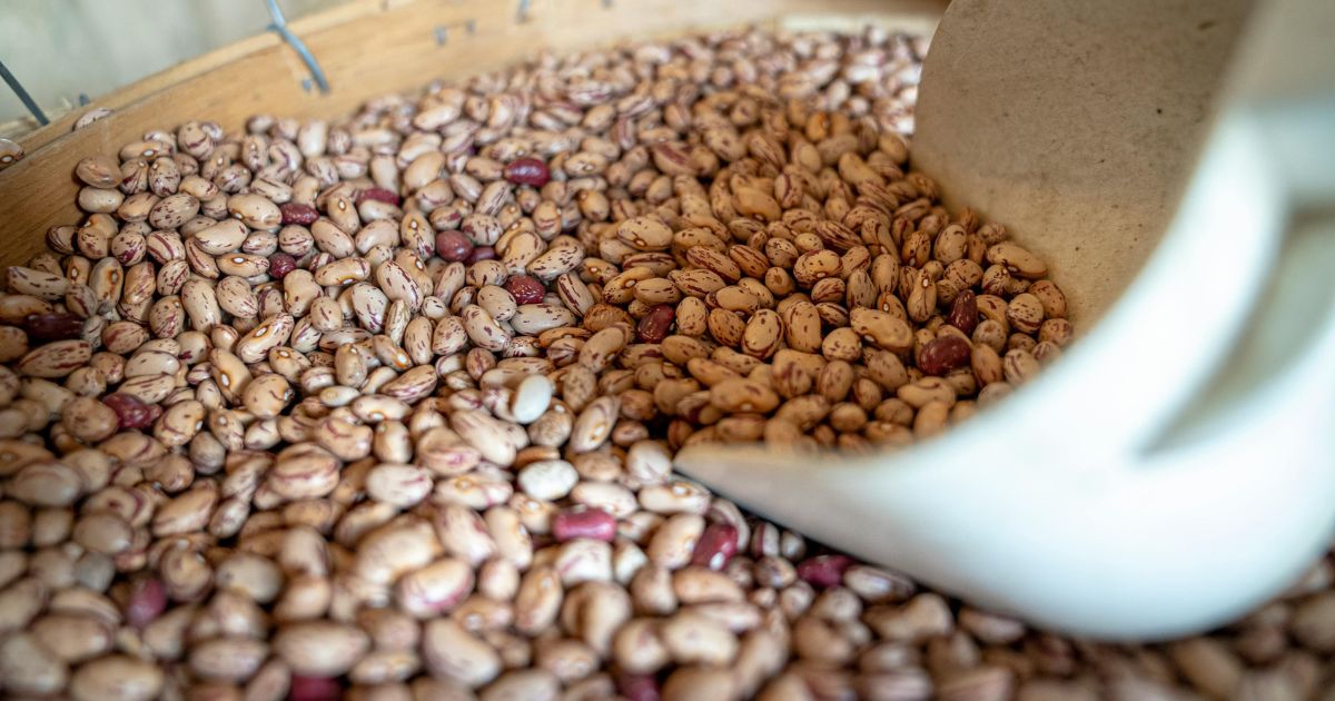 Can Dogs Eat Pinto Beans?