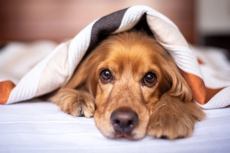 How long can dogs go without food