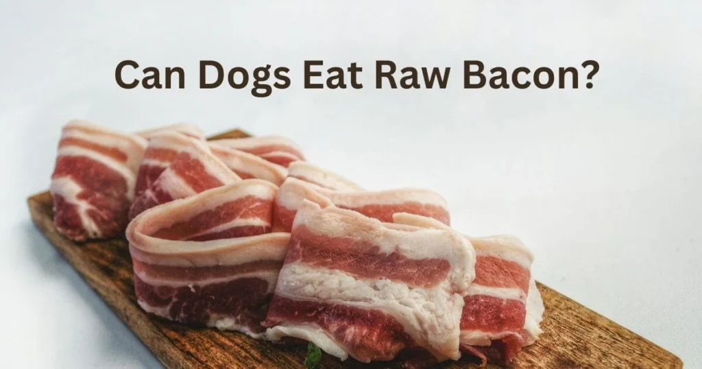 can dogs eat raw bacon