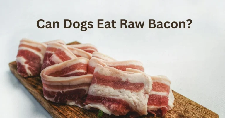 can dogs eat raw bacon
