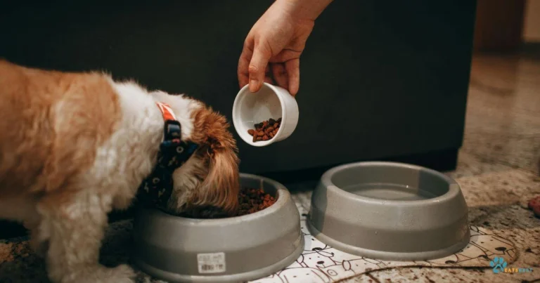 A dog eating from a food bowl while a pet owner adds kibble, illustrating a Dog Pancreatitis Diet Homemade with controlled portions for pancreatic health