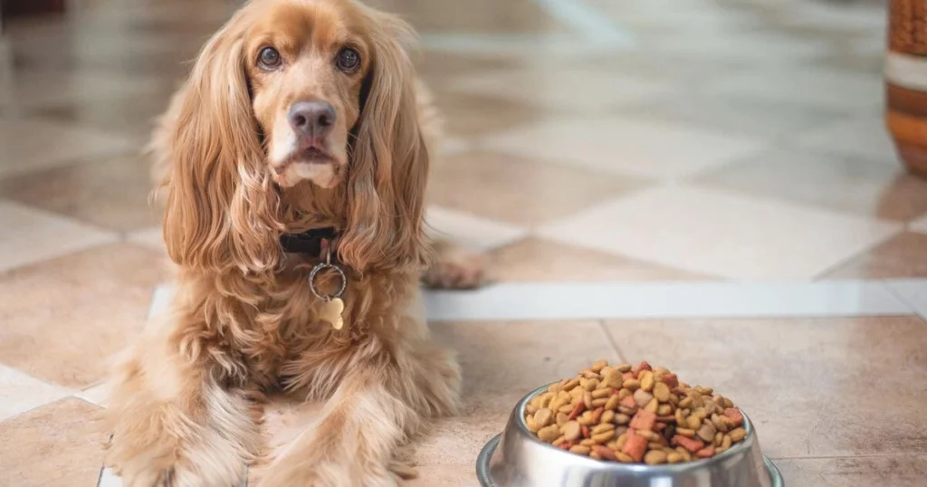 wsava approved dog food