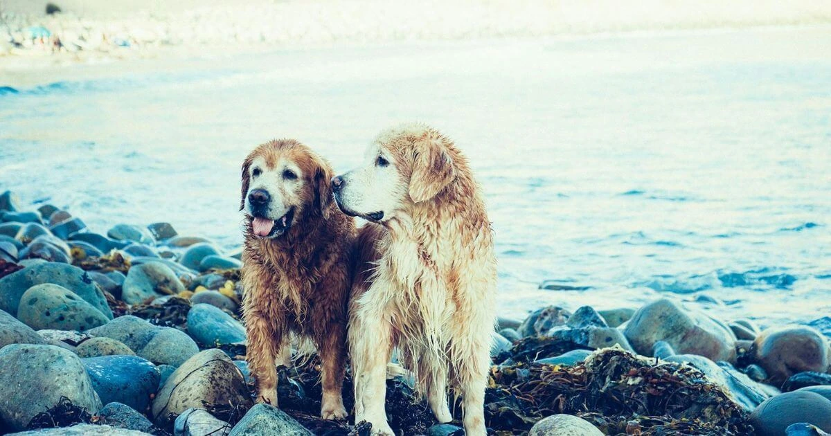 can dogs eat seaweed