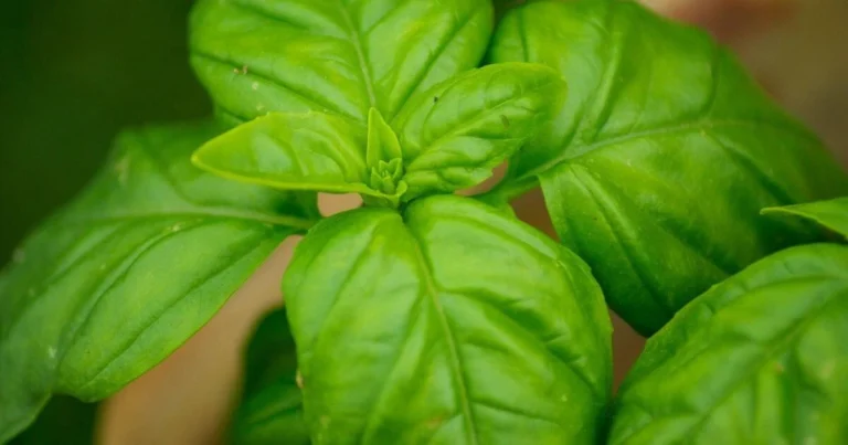 can dogs eat basil