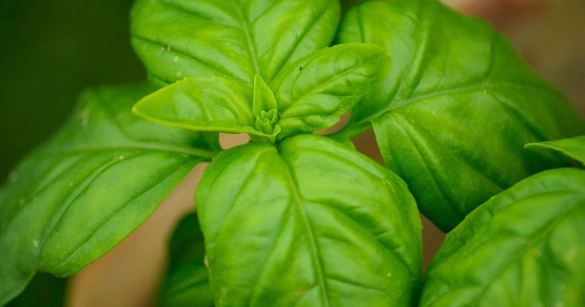can dogs eat basil