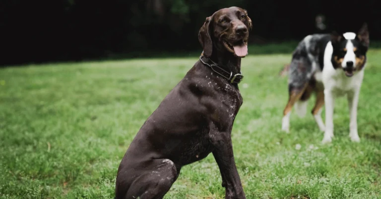 can dogs eat beef jerky