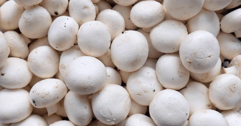 A close-up view of white button mushrooms, often raising the question: can dogs eat mushrooms safely or are they harmful?