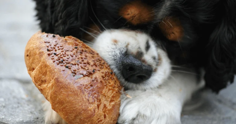 Close-up of a dog cuddling a loaf of sesame-seed bread, raising the question: can dogs eat bread?