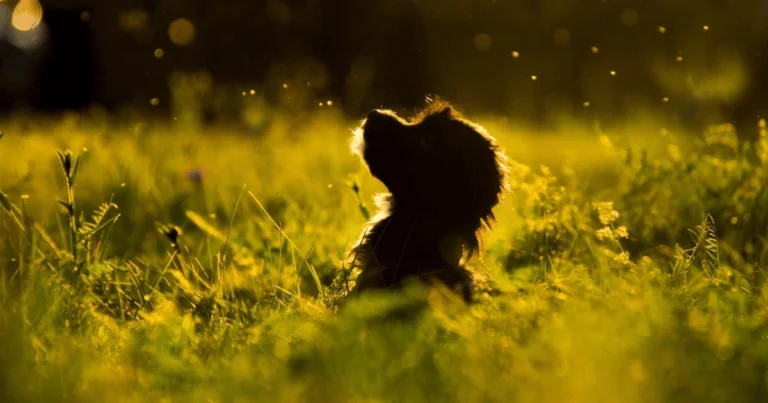 dog suddenly eating grass like crazy