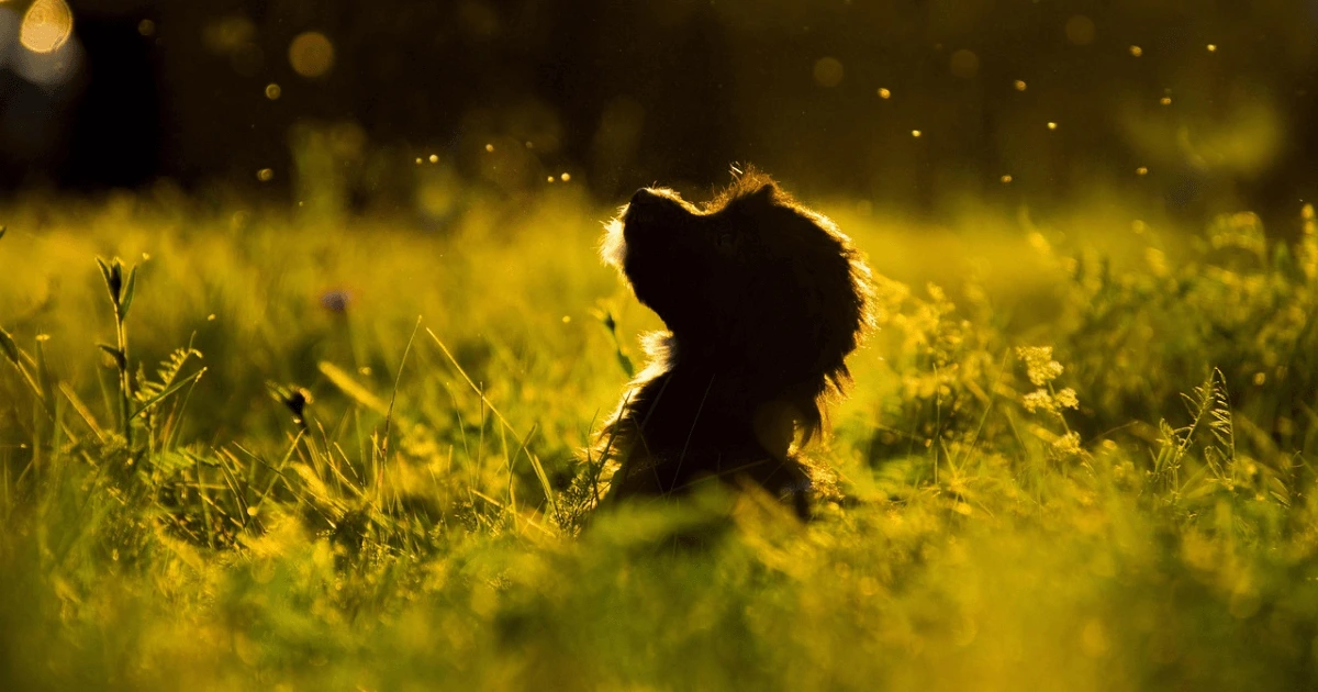 dog suddenly eating grass like crazy