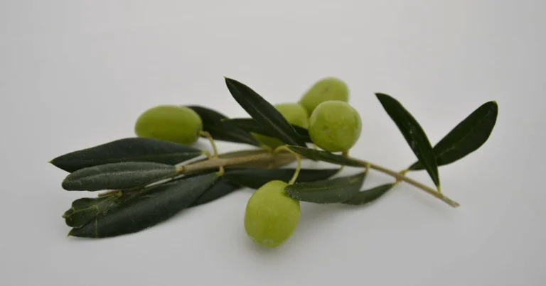 can dogs eat olives